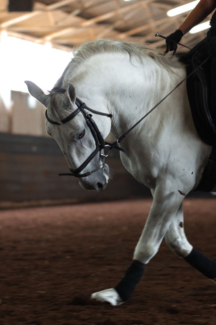 Maneggio per equitazione a Copparo